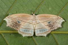 Leucoblepsis excisa