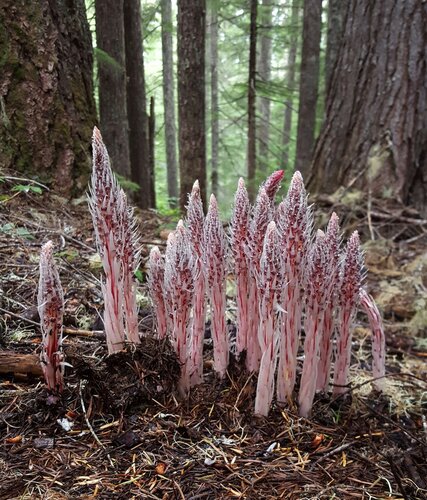 Allotropa virgata Torr. & A.Gray