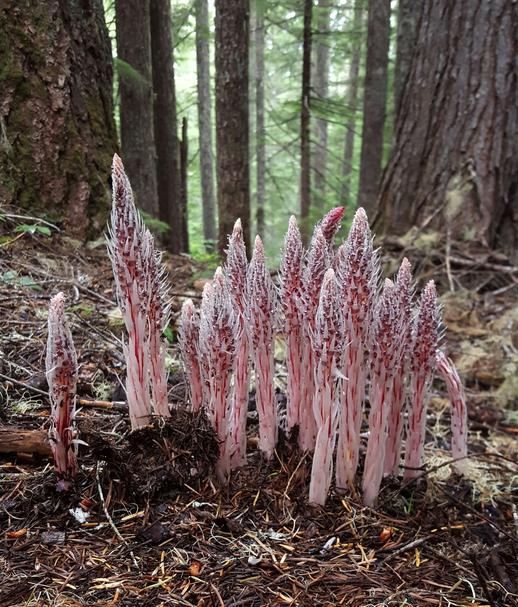 Allotropa virgata