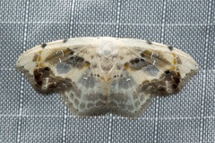 Leucoblepsis renifera