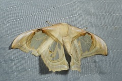 Macrauzata melanapex