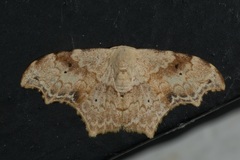 Strepsigonia affinis