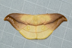 Tridrepana argentistriga