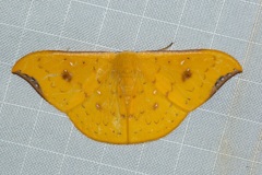 Tridrepana fulvata