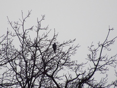 Accipiter nisus