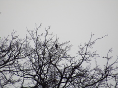 Accipiter nisus