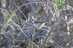 Lophophanes cristatus