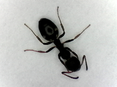 Dolichoderus sibiricus