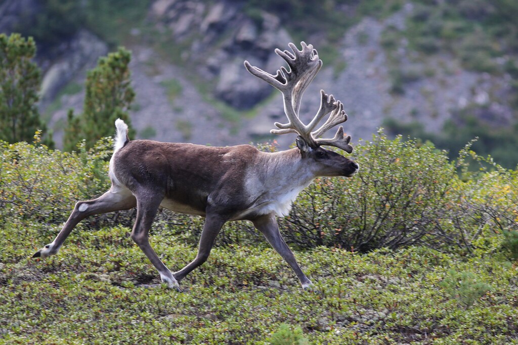 Caribous/Reindeers