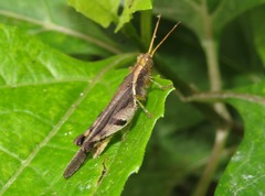 Omalotettix obliquus