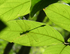 Asiagomphus reinhardti