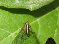 Eneoptera surinamensis