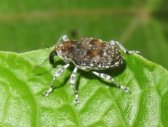 Peridinetus latiusculus