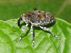 Peridinetus latiusculus