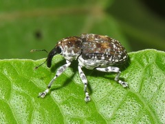 Peridinetus latiusculus