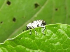 Peridinetus latiusculus