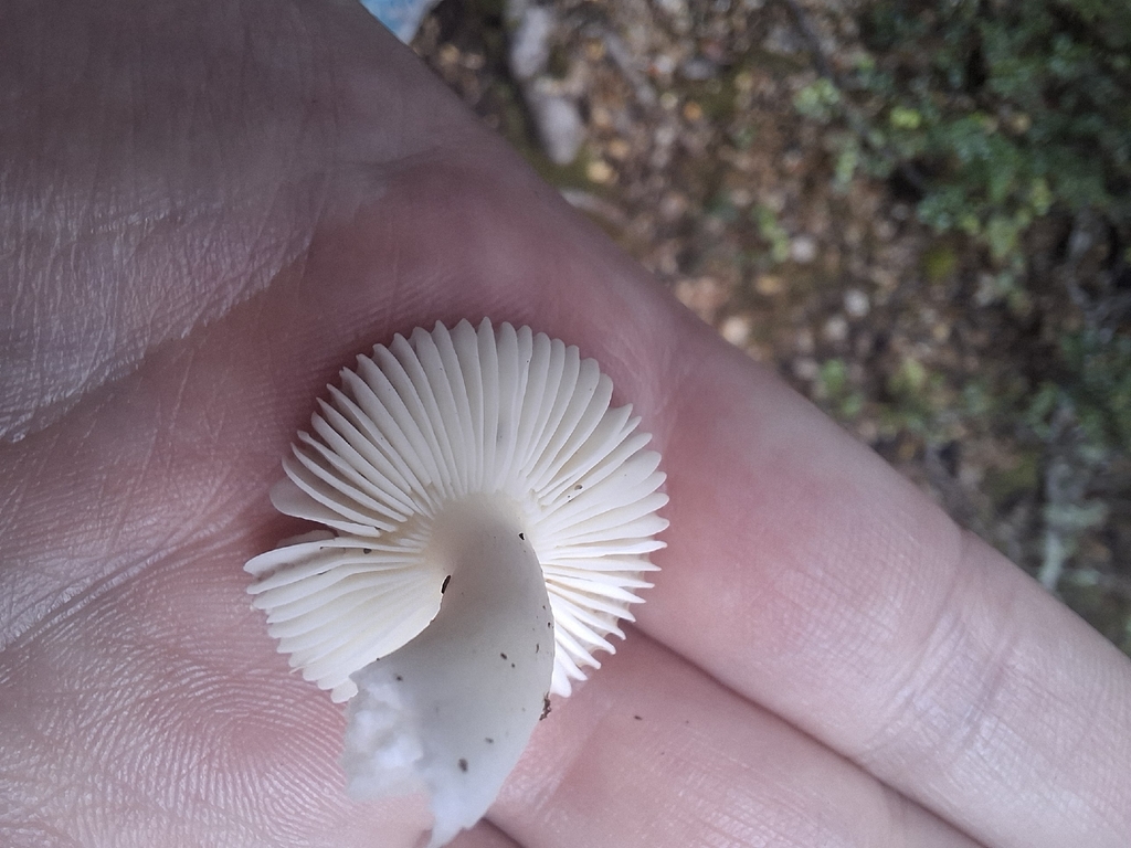 Russula roseopileata · November 2025 · photo: © armillariabianca (iNaturalist, cc0)