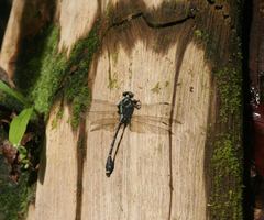 Asiagomphus reinhardti