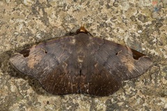 Mecodina