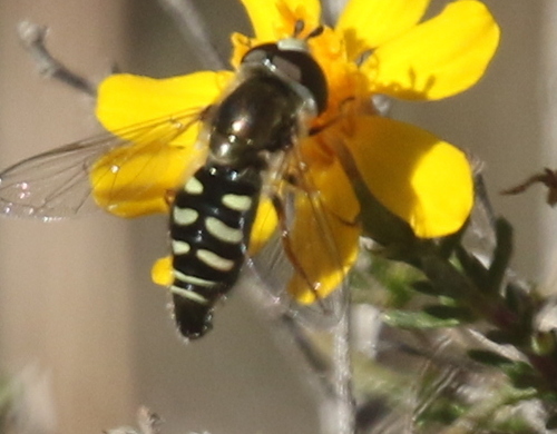 Unknown species found near Yavapai, Arizona, United States