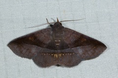 Mecodina