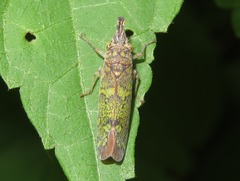 Ichthyobelus bellicosus