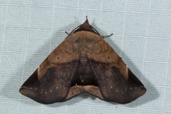 Psimada quadripennis