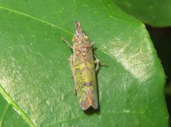 Ichthyobelus bellicosus