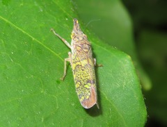 Ichthyobelus bellicosus