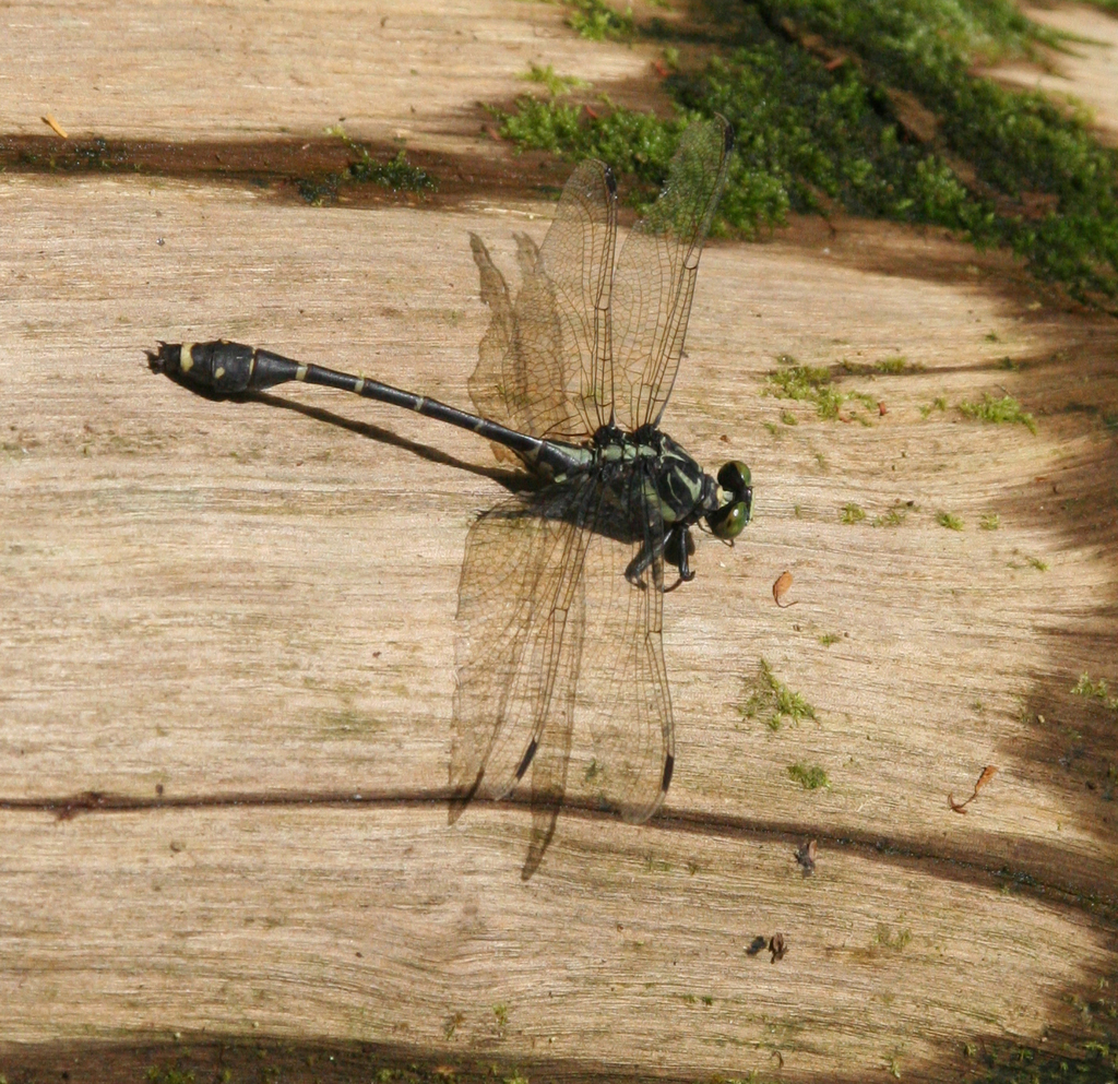 Asiagomphus reinhardti
