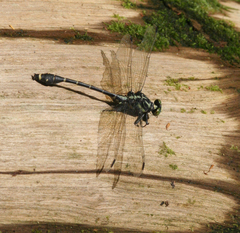 Asiagomphus reinhardti
