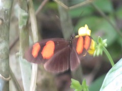 Heliconius erato microclea