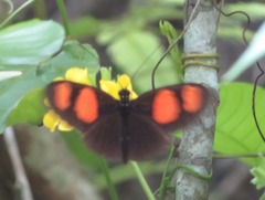 Heliconius erato microclea