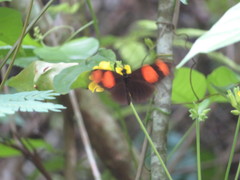 Heliconius erato microclea
