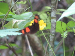 Heliconius erato microclea