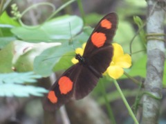 Heliconius erato microclea