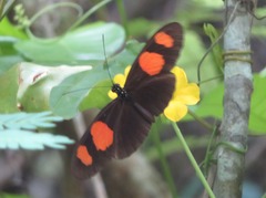 Heliconius erato microclea
