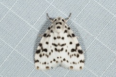 Aemene clarimaculata