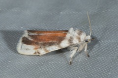 Nephelomilta chalcedona
