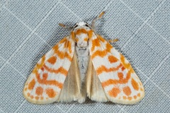 Nephelomilta effracta