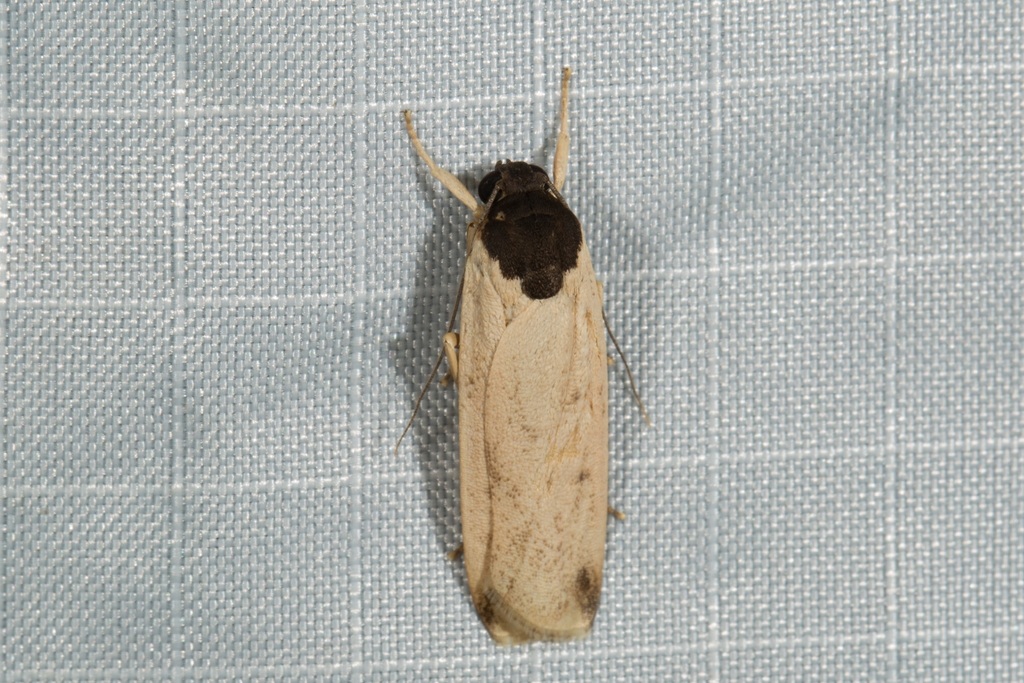 Dubatoloviana