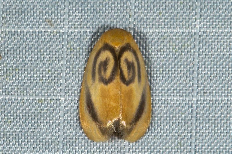 Trischalis subaurana