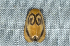 Trischalis subaurana