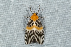 Indiania eccentropis