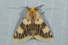 Lemyra albimarginalis