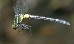 Asiagomphus reinhardti