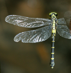 Asiagomphus reinhardti