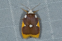 Lobobasis niveimaculata