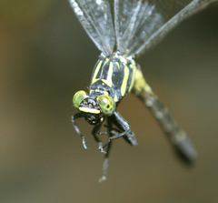 Asiagomphus reinhardti