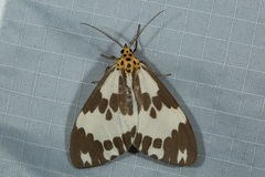 Nyctemera carissima